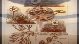 Fragments of Eden_video 4 min17sec 2024_Mimi Ciora & Sergiu Sas_captura de imagine (1)